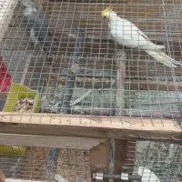 عروس هلندی نر