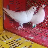 کبوتر نرو ماده