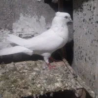 پرنده|حیوانات|اندیمشک, |دیوار