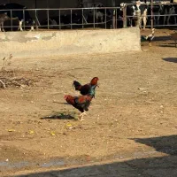 خروس دورگ|حیوانات مزرعه|الوند, |دیوار