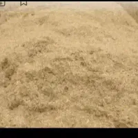 کاه سفید دیم