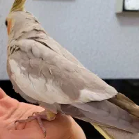 عروس هلندی  5 ماهه (سخنگو)