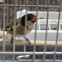 سهره نر سیاه سر|پرنده|تهران, طیب|دیوار