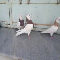طوقی