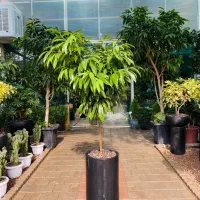 گیاهان آپارتمانی شیک گلدان خورده اماده