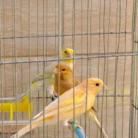 قناری موزاییکی، رسمی و فائو