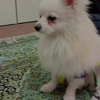 سگ خانگی و بازیگوش