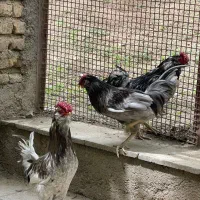 خر‌وس و تخم نطفه دار گلین