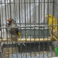 سهره قناری نرو ماده