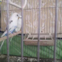 مرغ عشق اماده اماده|پرنده|دوگنبدان, |دیوار