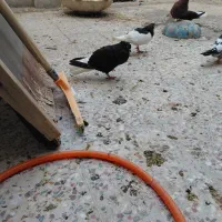 جفت اشعل عروسک