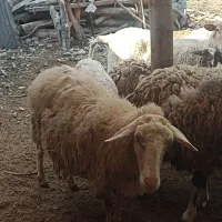 فروش گوسفند آن جوان وابستن خارجی