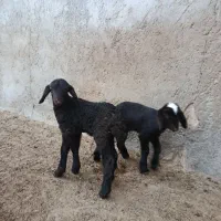 بره شیری گوسفند