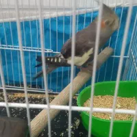 عروس هلندی دستی