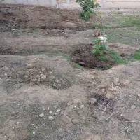 مرغ گلین تخم گذار|حیوانات مزرعه|گتوند, |دیوار