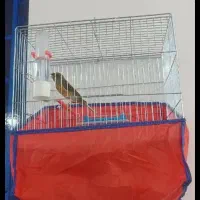 قناری نر مست مست|پرنده|کارون, |دیوار