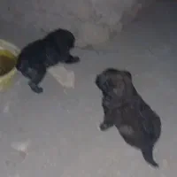 توله سرابی|سگ|جوکار, |دیوار