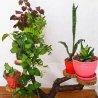 انواع استند و گلدان|حراج|گنبد کاووس, |دیوار