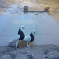 طوقی سیاه اصیل