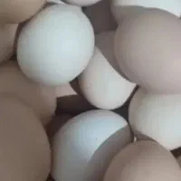 سبزی و تخم مرغ