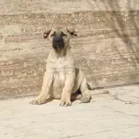 واگذاری توله سرابی