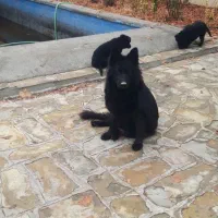 واگذاری یک قلاده توله ژرمن شپرد بلک نر