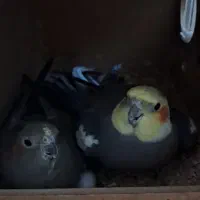 عروس هلندی نر و ماده همراه با تخم