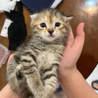 فروش گربه|گربه|مینودشت, |دیوار