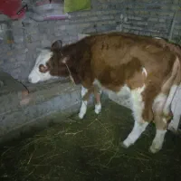 سه عدد گوساله ماده