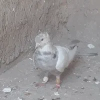 سینه هفت رنگ به شرط پرش یاسینه سار