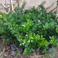 فروش گل و گیاه|گل و گیاه طبیعی|رودسر, |دیوار