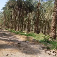 مغ گراس هستم انواع مغ قیمت توافقی|خدمات باغبانی و درختکاری|عنبرآباد, |دیوار