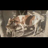 گاو با گوساله|حیوانات مزرعه|دزپارت, |دیوار