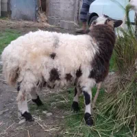 گاو گوسفند گوساله|حیوانات مزرعه|صومعه‌سرا, |دیوار