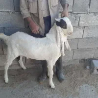 بز نر ۸ ماهه پاکستانی سالم و پرشیرده