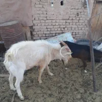 نر بز اصل سانن|حیوانات مزرعه|نیمبلوک, |دیوار