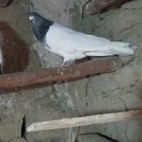 طوقی کاغتی کله ای تک سبز|پرنده|لالجین, |دیوار