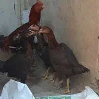 ۴عدد مرغ لاری