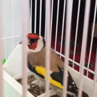 سهره نر|پرنده|اردبیل, |دیوار