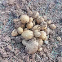 فروش سیب زمینی فندوقی