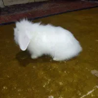 خرگوش لوپ خوشکل‌وباهوش‌400