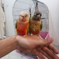 یک جفت گیرینچیک ۳ ماهه