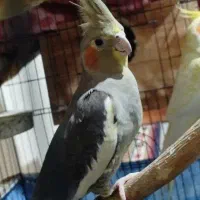 عروس هلندی رام