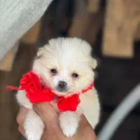 یک به یک خشکل و تو دل برو|سگ|صدرا-فارس, فاز ۱|دیوار