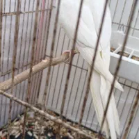 یک نر عروس هلندی|پرنده|هندیجان, |دیوار