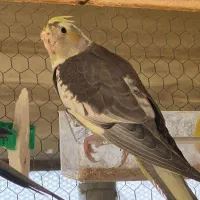 عروس هلندی ابلغ