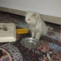 گربه سوپر فلت  فیس پرشین