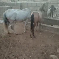 سه عدد مادیان عشایری معاوضه با گوسفند وبز|اسب و تجهیزات اسبسواری|گیلان غرب, |دیوار