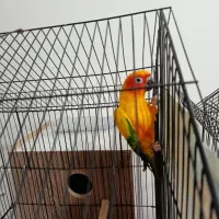 یک جفت خورشیدی مولد