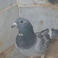 مگس پر سفید